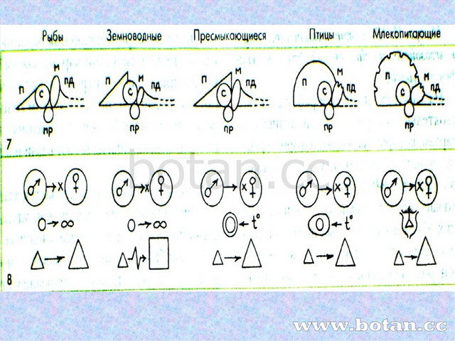 Презентация по биологии Опорные конспекты по зоологии позвоночных