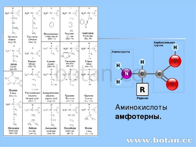 Презентация аминокислоты белки химия 9 класс рудзитис