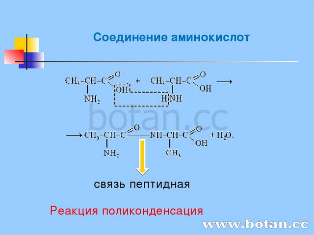 Презентация на тему белки по химии