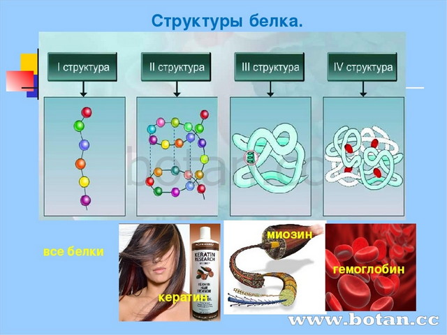 Белки химия 9 класс презентация