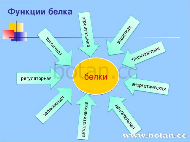 Функции белков презентация