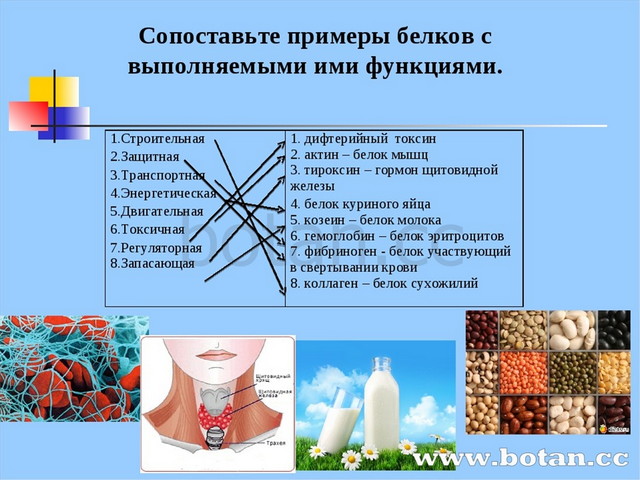 Презентация на тему белки по химии