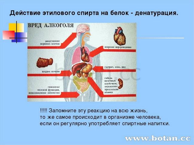 Презентация на тему белки по химии 10 класс