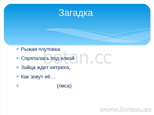 Рыжая плутовка Спряталась под елкой Зайца ждет хитрюга, Как зовут её… (лиса)...