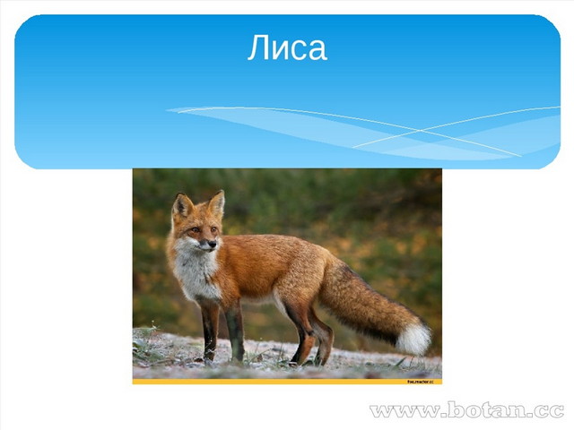 Лиса