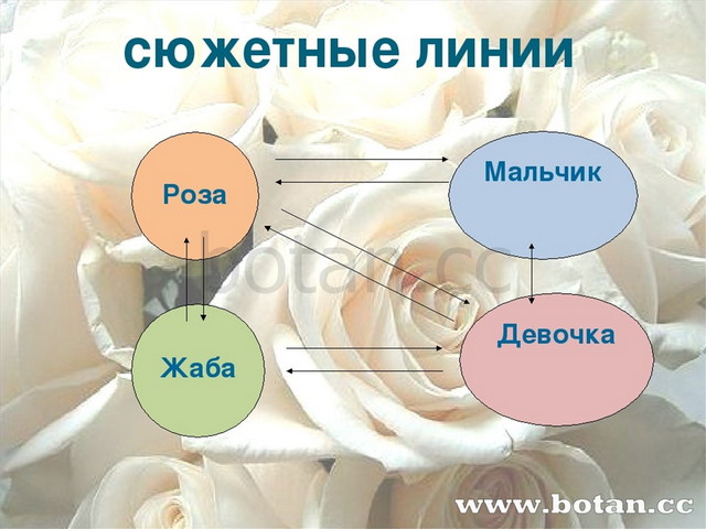 Презентация о розе шаниной