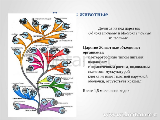 Клонирование презентация по биологии 11 класс