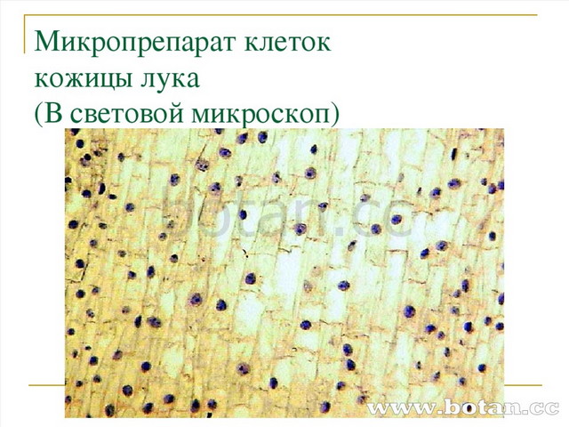 Фото Кожицы Лука Под Микроскопом