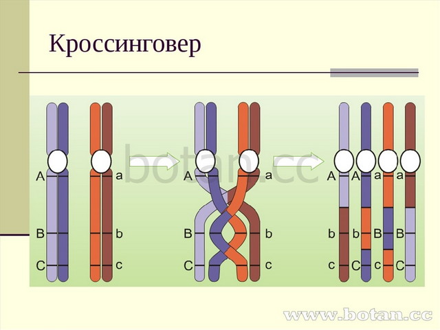 Рассмотрите рисунок 81 определите на каком расстоянии в морганидах находятся гены отвечающие