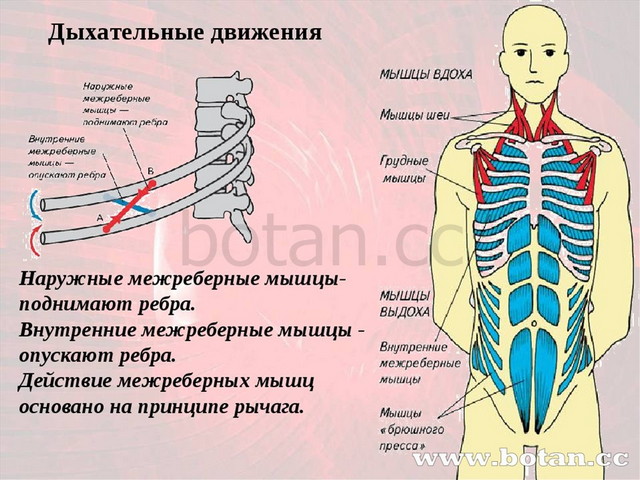 Транспорта и обмена о2 и со2 в тканях и легких биохимия схема