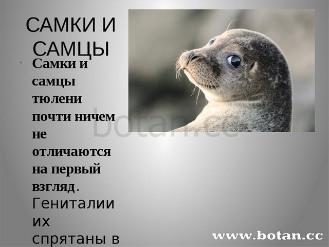 Тюлень и морской котик в чем разница между ними фото