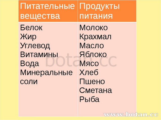 Презентация на тему пищеварение в ротовой полости 8 класс биология