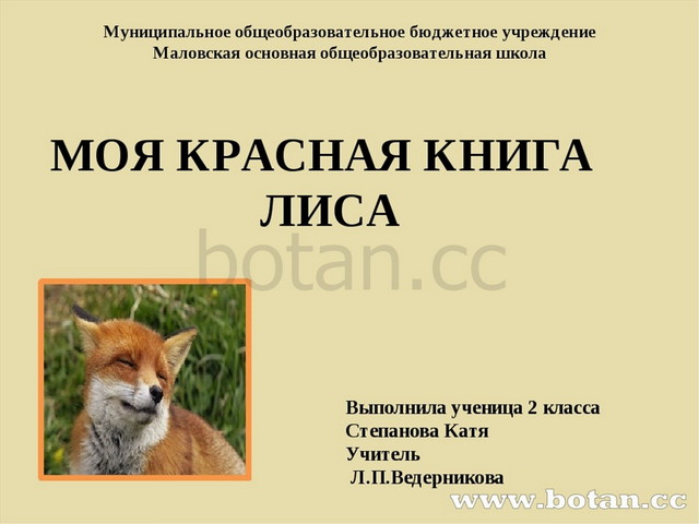 животные красной книги курской. какие лисы в красной книге. красная книга крыма животных. какие лисы в красной книге. животные крыма описание.