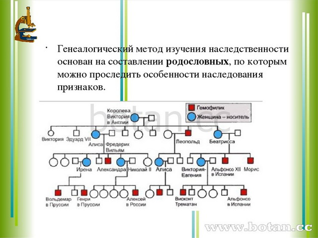 По родословной представленной на рисунке установите характер наследования признака маленькие глаза