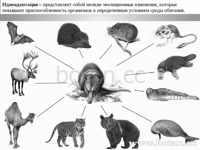 Схема эволюции животного мира 8 класс