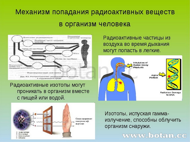 Влияние радиоактивных излучений на человека презентация