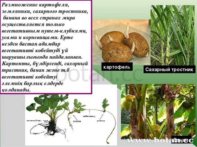 Вегетативті көбею презентация