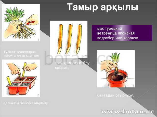 Вегетативті көбею презентация