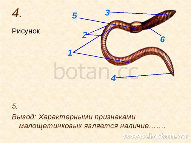 Передний и задний конец червя. Строение дождевого червя внешнее строение. Внешнее строение дождевого червя рисунок. Внешнее строение червя дождевого червя. Части тела дождевого червя внешнее строение.