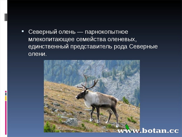 Сообщение северный. Презентация на тему Северные олени. Дикий Северный олень описание. Олень для презентации. Олень тундры описание.