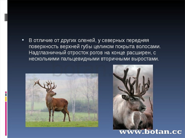 Чем отличается северная. Благородный Северный олень. Благородный и Северный олень отличия. Отличие оленя от Северного оленя. Олень и Северный олень отличия.