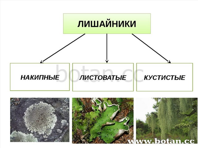 ЛИШАЙНИКИ НАКИПНЫЕ ЛИСТОВАТЫЕ КУСТИСТЫЕ