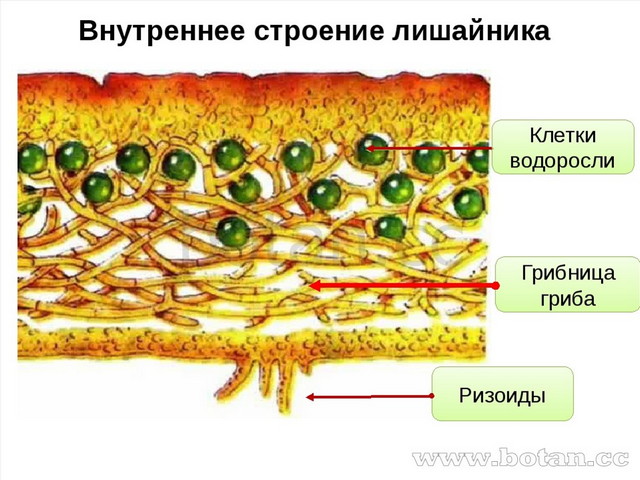 Внутреннее строение лишайника Клетки водоросли Грибница гриба Ризоиды