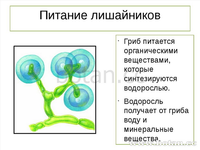 Питание лишайников Гриб питается органическими веществами, которые синтезирую...