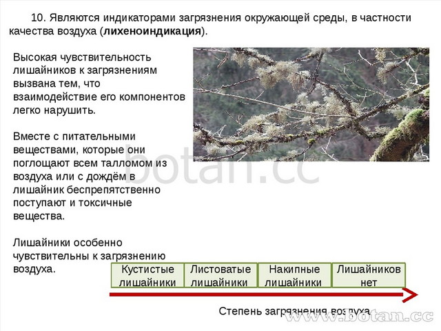 10. Являются индикаторами загрязнения окружающей среды, в частности качества...