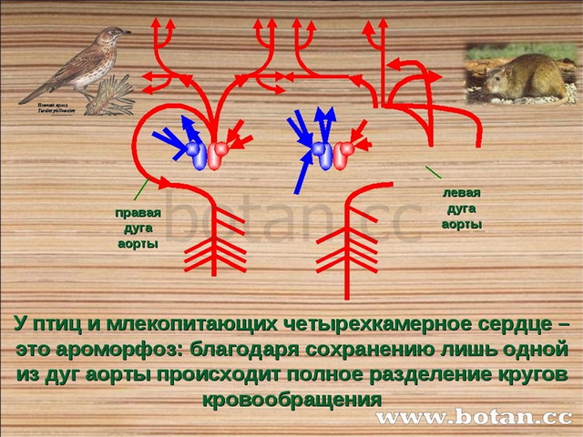 Рассмотрите рисунки 66 и 67 приведите примеры идиоадаптаций у млекопитающих