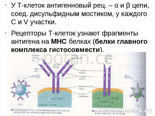 Проект по биологии 8 класс на тему иммунитет