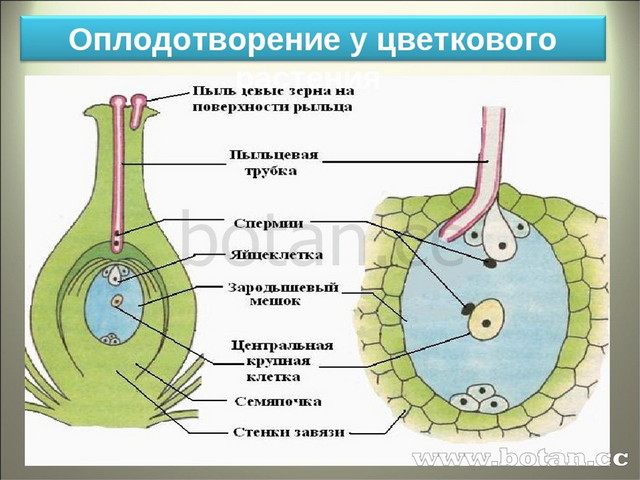 Сообщества биология 9 класс презентация