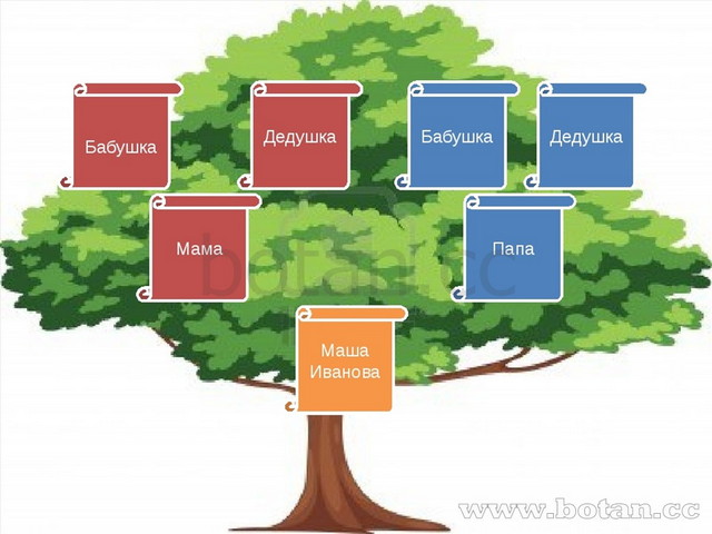 Презентация древо семьи