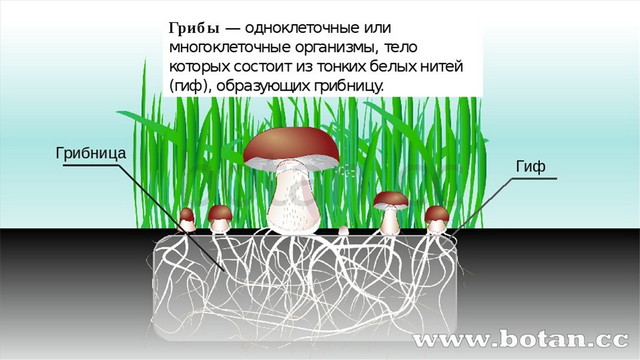 Какое свойство живых систем изображено на рисунке гриб и медведь