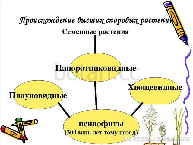 Схема развития споровых