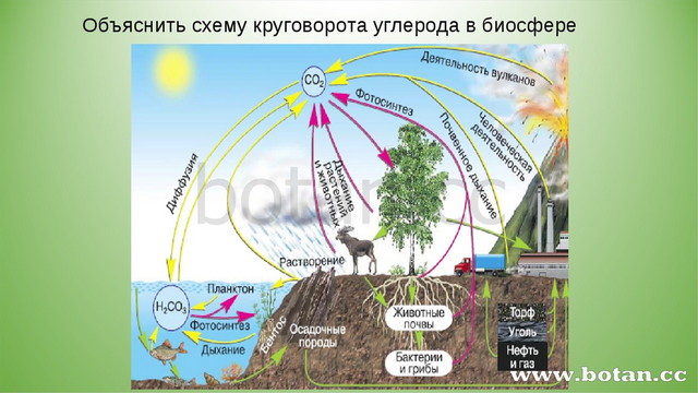 Биологическое разнообразие как основа устойчивости биосферы презентация