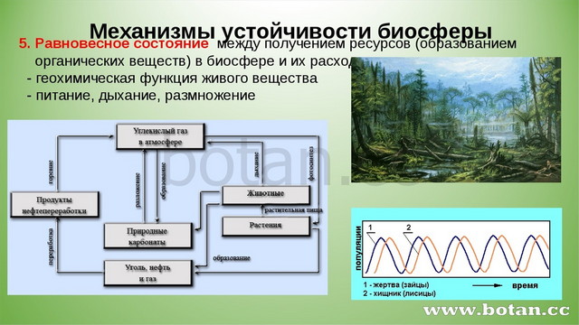 Устойчивость биосферы