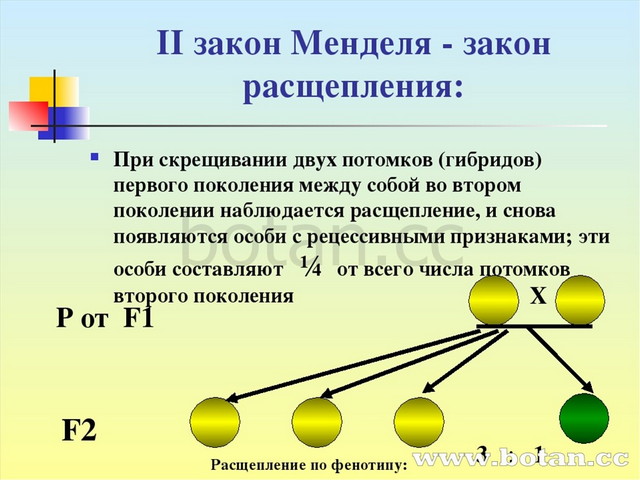 Законы менделя презентация 10 класс профильный уровень