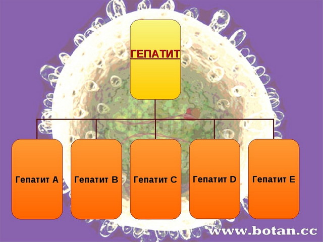 Про план гепатик