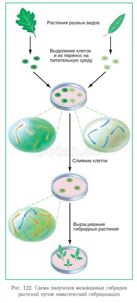 Получение гибридов на основе соединения клеток. Гибридизация соматических клеток растений. Соматическая гибридизация растительных клеток. Этапы соматической гибридизации. Механизмы гибридизации соматических клеток.