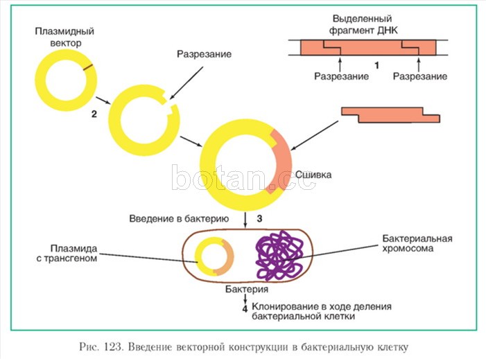 Вирус бактерия или плазмида несущая встроенный фрагмент. Схема получения рекомбинантного инсулина. Метод рекомбинантных плазмид схема. Схема искусственного получения инсулина. Схема синтеза инсулина генная инженерия.