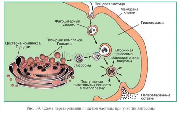 Объект лизосома центриоль процесс внутриклеточное пищеварение. Аппарат Гольджи формирование лизосом. Комплекс Гольджи и процесс образования лизосом. Первичная лизосома на схеме. Ферменты лизосом клетки.