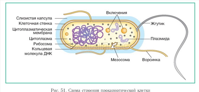 Цитоплазматическая мембрана мезосомы. Строение прокариотической бактериальной клетки. Строение бактериальной клетки рисунок. Структура прокариотической клетки. Строение бактериальной клетки, основные структурные элементы.