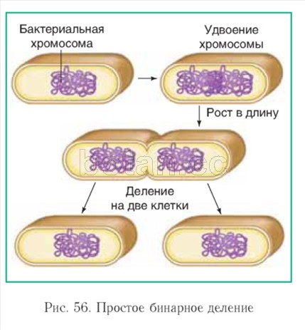 Прямым бинарным делением клетки. Бинарное деление клетки бактерий. Схема деления бактериальной клетки. Бинарное деление бактерий схема. Бинарное деление бактериальной клетки.