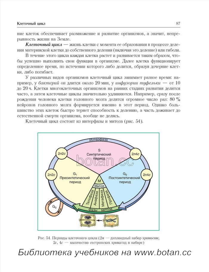 3 этапа интерфазы. Клеточный цикл клетки схема. 2 Жизненный цикл клетки: интерфаза. Фазы клеточного цикла рисунок. Фазы клеточного цикла схема.