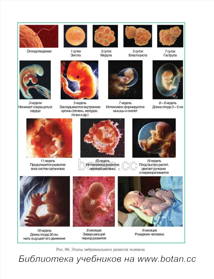 Развитие плода по неделям. Как выглядит эмбрион человека по месяцам. Развитие эмбриона по неделям от зачатия. 12 Сутки развития эмбриона. Этапы эмбрионального развития плода.